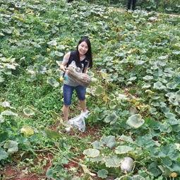 乡镇吃瓜事件,一场引发热议的乡村奇闻  第3张