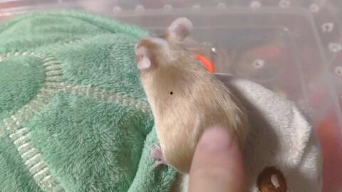 老鼠吃瓜直播,老鼠的美食探险记  第1张