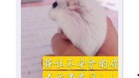 老鼠吃瓜直播,老鼠的美食探险记  第2张