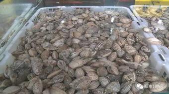 富寿瓜怎么吃,解锁美味新体验  第2张