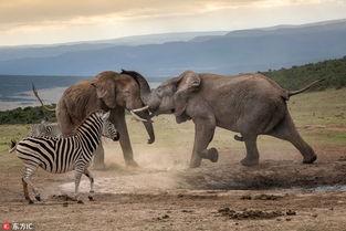 斑马吃瓜,一场奇妙的味蕾之旅