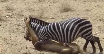 斑马吃瓜,一场奇妙的味蕾之旅  第2张