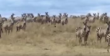 斑马吃瓜,一场奇妙的味蕾之旅  第3张