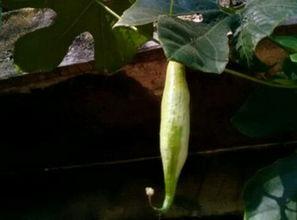 瓜切片晾干怎么吃,夏日清爽美味新体验  第1张