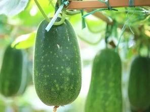 到处吃瓜  第2张