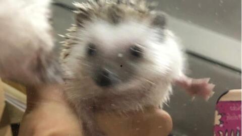 怎样防止刺猬吃瓜  第2张