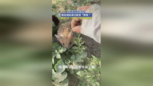 怎样防止刺猬吃瓜  第3张